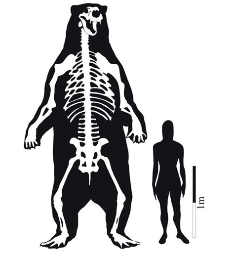 Standing at 11 Feet: World's Largest Known Bear Unearthed.